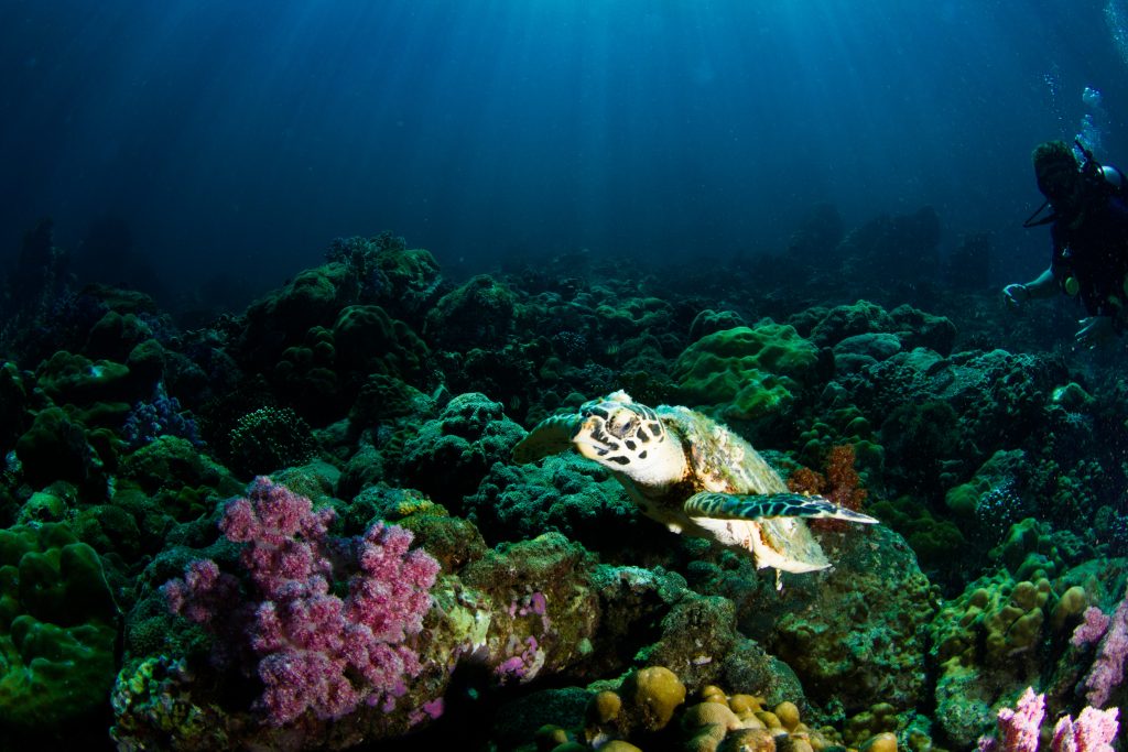 Underwater in the ocean. Turtle swimming above corals.